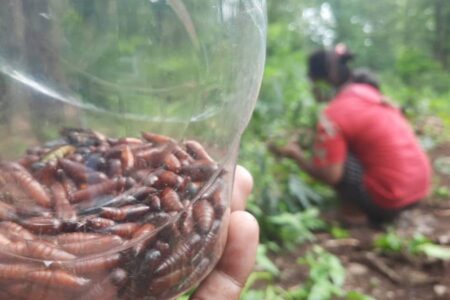 Warga Sekitar Hutan di Bojonegoro Panen Enthung Jati Foto BeritaJatim.com
