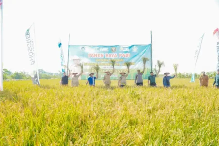 Produktivitas Padi Kabupaten Lamongan 2024 Tertinggi di Jatim Foto BeritaJatim.com