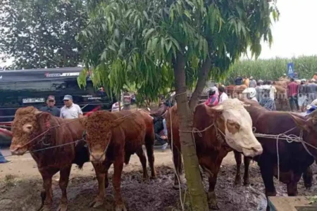 Jatim dan Ekspektasi Kedaulatan Pangan Daging Sapi (1) Foto BeritaJatim.com