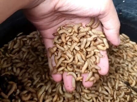 Manfaat Budidaya Maggot untuk Lingkungan Hingga Hasilkan Cuan