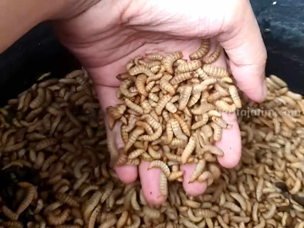 Manfaat Budidaya Maggot untuk Lingkungan Hingga Hasilkan Cuan