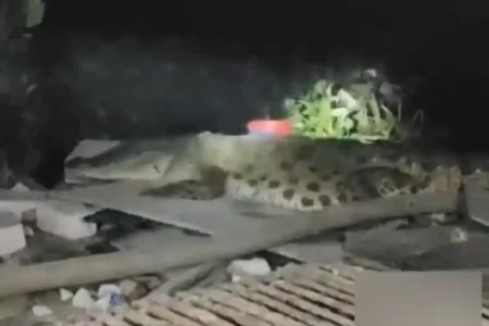 Viral! Buaya Besar Muncul di Medokan Semampir Surabaya foto beritajatim