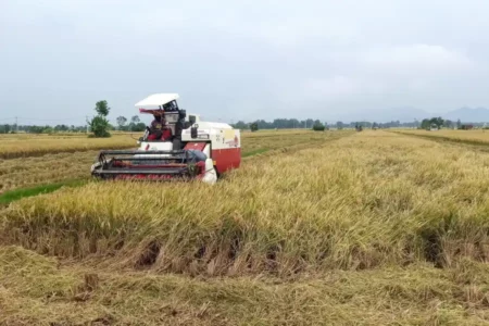 Upaya Ponorogo Genjot Produksi Padi dengan Program Pro-Petani foto beritajatim