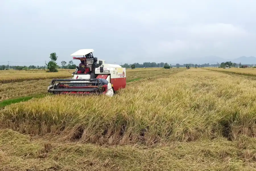 Upaya Ponorogo Genjot Produksi Padi dengan Program Pro-Petani foto beritajatim