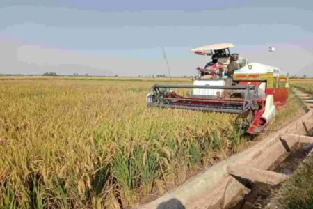 Bojonegoro Masuki Musim Kemarau, DKPP Imbau Petani Waspadai Risiko Tanam Padi Awal Tahun Foto BeritaJatim.com