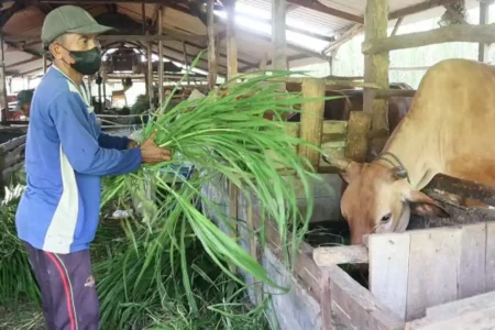 Upaya Mojokerto dalam Penguatan Kapasitas Produksi Daging Jatim Foto BeritaJatim.com