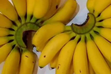 Pisang Mas Kirana: Buah Eksotis Asal Lumajang yang Mendunia Foto BeritaJatim.com