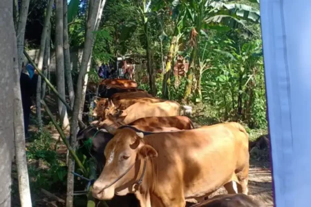 Inovasi Andalan Disperta Pangan Banyuwangi Genjot Populasi Sapi Foto BeritaJatim.com