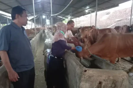 Sumenep, Penopang Produksi Daging Sapi Terbesar di Jatim Foto BeritaJatim.com