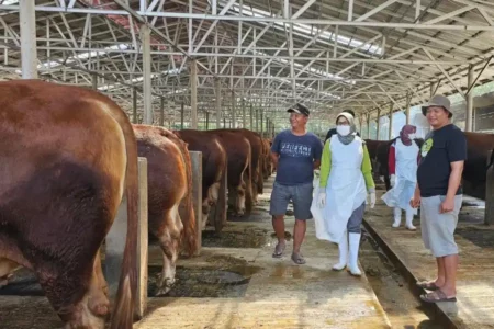 Kabupaten Kediri Surplus 2.138 Ton Daging Sapi Foto BeritaJatim.com