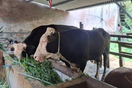 Meningkat, Permintaan Sapi di Kota Malang Capai 12 Ribu Ekor Setahun Foto BeritaJatim.com