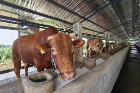 Peluang Ngawi Ambil Bagian jadi Pemasok Kebutuhan Daging Nasional Foto BeritaJatim.com