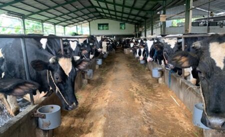 Produksi Puluhan Ton Susu Segar Sehari, Peternakan Sapi Perah di Jombang Siap Jaga Ketahanan Pangan foto beritajatim