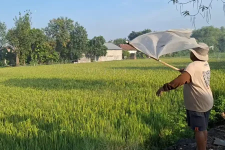 Ketahanan Pangan dan Makna Kebangkitan Nasional Hari Ini foto beritajatim