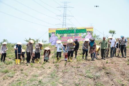 Lahan Tidur 12 Hektar di Jombang Dimanfaatkan untuk Program Swasembada Pangan Foto BeritaJatim.com