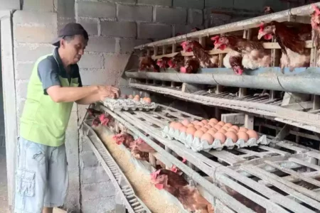 Blitar Jadi Penopang Kebutuhan Telur Jatim dan Nasional