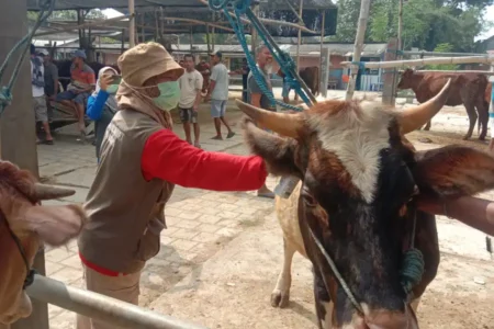 Vaksinasi PMK Jaga Produksi Daging Sapi di Blitar Stabil Foto BeritaJatim.com