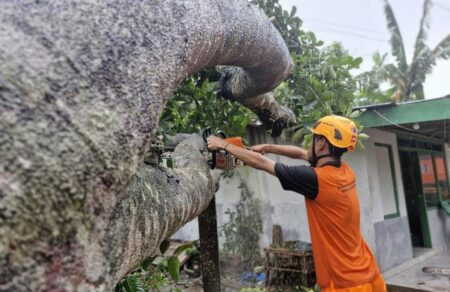 Hujan Angin di Bondowoso, 7 Pohon Tumbang, 3 Rumah Rusak Foto BeritaJatim.com