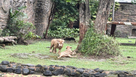 Sambut Libur Panjang Nataru, Zeus dan Kiara Jadi Penghuni Baru KBS Foto BeritaJatim.com