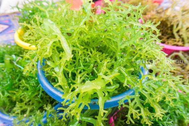 97,3 Persen Produksi Rumput Laut Jawa Timur Berasal dari Sumenep Foto BeritaJatim.com