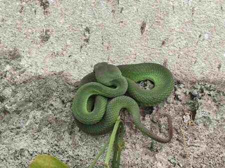 Ular Viper Berbisa Menghantui Warga Gresik Foto BeritaJatim.com