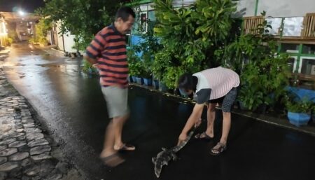 Meresahkan! Warga Perum Kebalenan Banyuwangi Diteror Biawak Liar Ukuran Besar Foto BeritaJatim.com