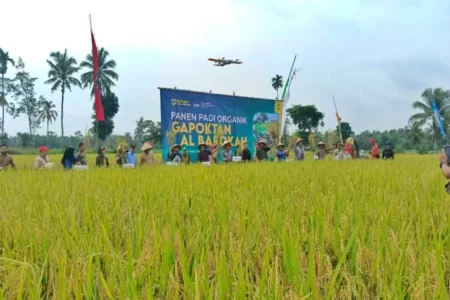Kemendiktisaintek RI Kunjungi Klaster Padi Organik Bondowoso Foto BeritaJatim.com