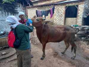 Penyakit Mulut dan Kuku Mulai Serang Sapi Sumenep Foto BeritaJatim.com