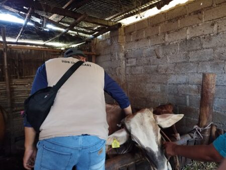 PMK Mewabah di Jember, Daging Sapi Masih Aman Dikonsumsi Foto BeritaJatim.com