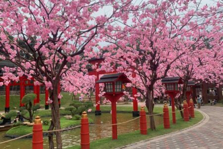Dairyland Prigen Hadirkan Nuansa Jepang Lewat Sakura Park Foto BeritaJatim.com
