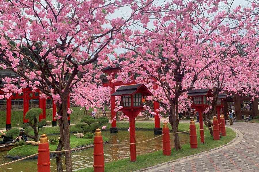 Dairyland Prigen Hadirkan Nuansa Jepang Lewat Sakura Park Foto BeritaJatim.com