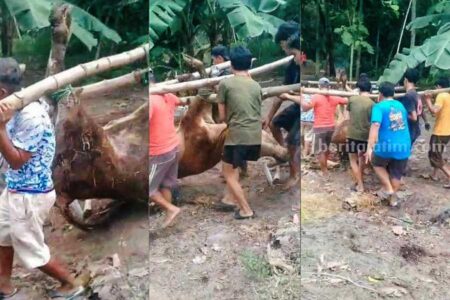 Warga Desa Bangunrejo Lor saat mengangkut sapi yang mati untuk dikubur, Sabtu (28/12/2024)