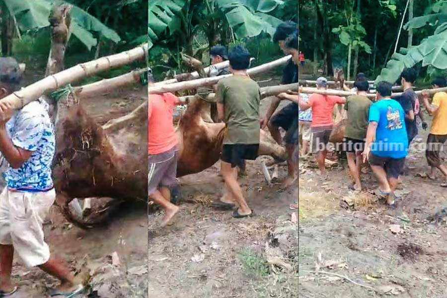 Warga Desa Bangunrejo Lor saat mengangkut sapi yang mati untuk dikubur, Sabtu (28/12/2024)