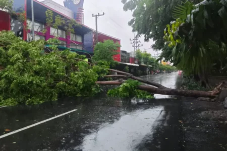 Pohon Tumbang di Jalan Kertajaya Surabaya Picu Kemacetan Parah Foto BeritaJatim.com