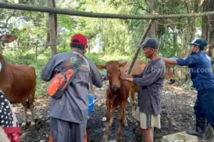 Ratusan Sapi di Sumenep Terserang Penyakit, Alami Demam, Batuk, hingga Mulut Berbusa Foto BeritaJatim.com