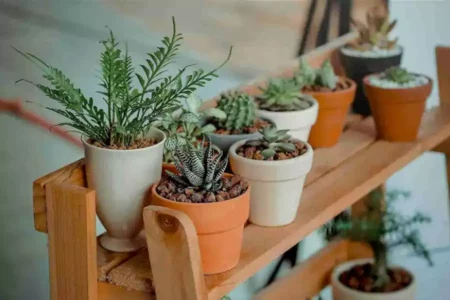 7 Tanaman Keberuntungan untuk Tahun Baru: Hiasi Rumah dan Tarik Energi Positif! Foto BeritaJatim.com