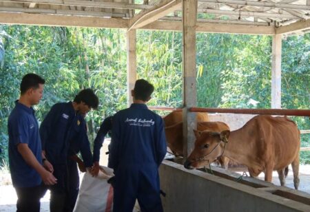 Dosen Universitas Jember: Jangan Panik, Angka Kematian Sapi di Bawah 5 Persen! Foto BeritaJatim.com