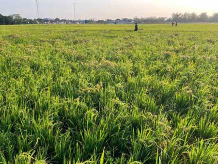 Bulog Kediri Siap Beli Gabah dan Beras Petani, Cek Harga Berikut Foto BeritaJatim.com