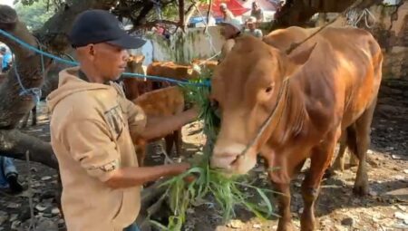 Virus PMK Merebak, Pedagang Sapi di Mojokerto Keluhkan Penjualan Turun Drastis Foto BeritaJatim.com