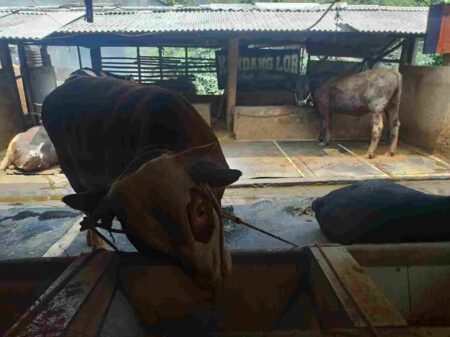 12 Ekor Sapi Terindikasi Terjangkit PMK, Dispangtan Langsung Ambil Vaksin di Pemprov Foto BeritaJatim.com