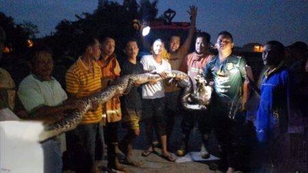 BPBD Kabupaten Mojokerto Evakuasi Ular Sanca 5 Meter di Rumah Warga Foto BeritaJatim.com