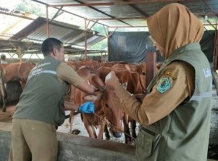 DKPP Pamekasan Distribusikan 7.000 Vaksin PMK ke Puskeswan Foto BeritaJatim.com
