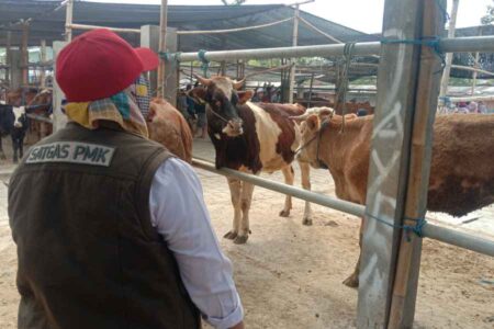 Blitar KLB Penyakit Mulut dan Kuku, 30 Ekor Sapi Mati Foto BeritaJatim.com