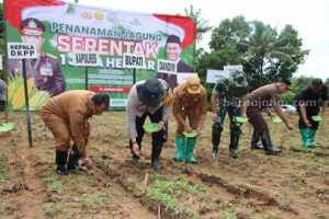 Siap Swasembada Pangan, Sumenep Tanam Jagung di Lahan 3 Hektare Foto BeritaJatim.com