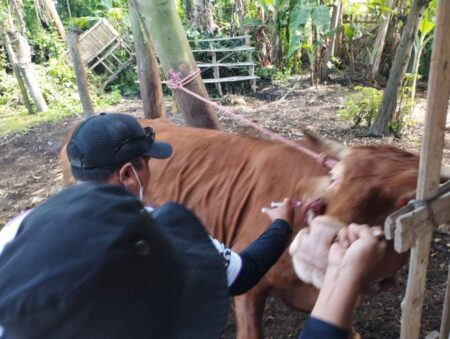 Pasar Hewan di Jember Sepi, Pedagang: Penjualan Sapi Anjlok 50 Persen Lebih Foto BeritaJatim.com