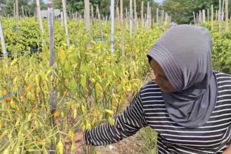 Harga Cabai Tinggi, Petani Ngawi Justru Merugi Foto BeritaJatim.com