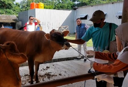 Kasus PMK di Lamongan Meningkat, Peternak dan Pedagang Hewan Diminta Tanggap Foto BeritaJatim.com