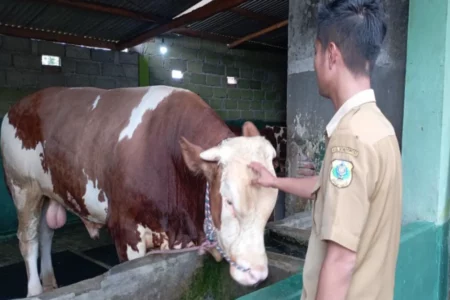 Bondowoso Tetap Buka Pasar Hewan saat Wabah PMK, Pj Bupati: Kita Lihat Tren Dulu Foto BeritaJatim.com