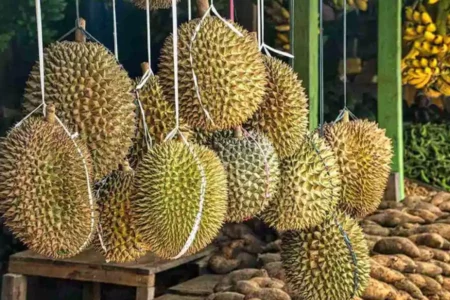 Jangan Sampai Zonk! Begini Cara Memilih Durian yang Paling Enak Foto BeritaJatim.com