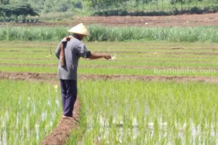 Alokasi Pupuk Subsidi di Gresik Turun Foto BeritaJatim.com